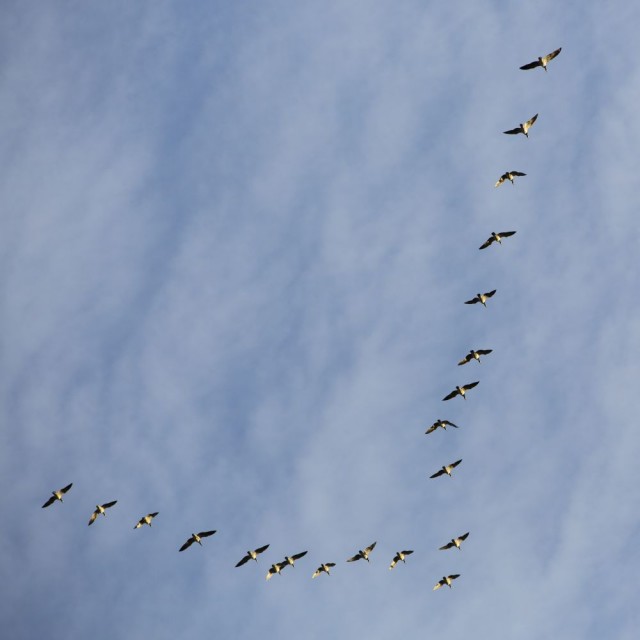 Típica formación en V de gansos en plena migración. Fuente Wiki Commons