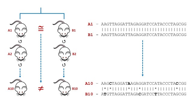 Este esquema muestra el efecto de la deriva genética (genetic drift). Dos individuos hermanos de camada se siguen cruzando con otros individuos de la misma cepa, de forma independiente, y, tras varias generaciones (10 en el ejemplo) han acumulado mutaciones espontáneas que se manifiestan en la forma de variantes genéticas donde antes compartían la misma secuencia de ADN. 