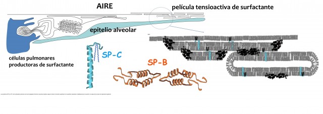 Las proteínas SP-B y SP-C del surfactante pulmonar son las encargadas de formar una película lipídica capaz de reducir la tensión superficial en la superficie respiratoria, estabilizando así el pulmón a lo largo de los ciclos de inspiración-espiración  