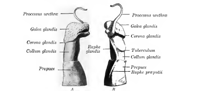 Prolongación de la uretra en el aparato reproductor del morueco. Fuente: Sisson, Anatomy of domestic animals