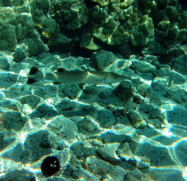 Causticas (patrones luminosos fantasmagóricos) en el fondo del mar