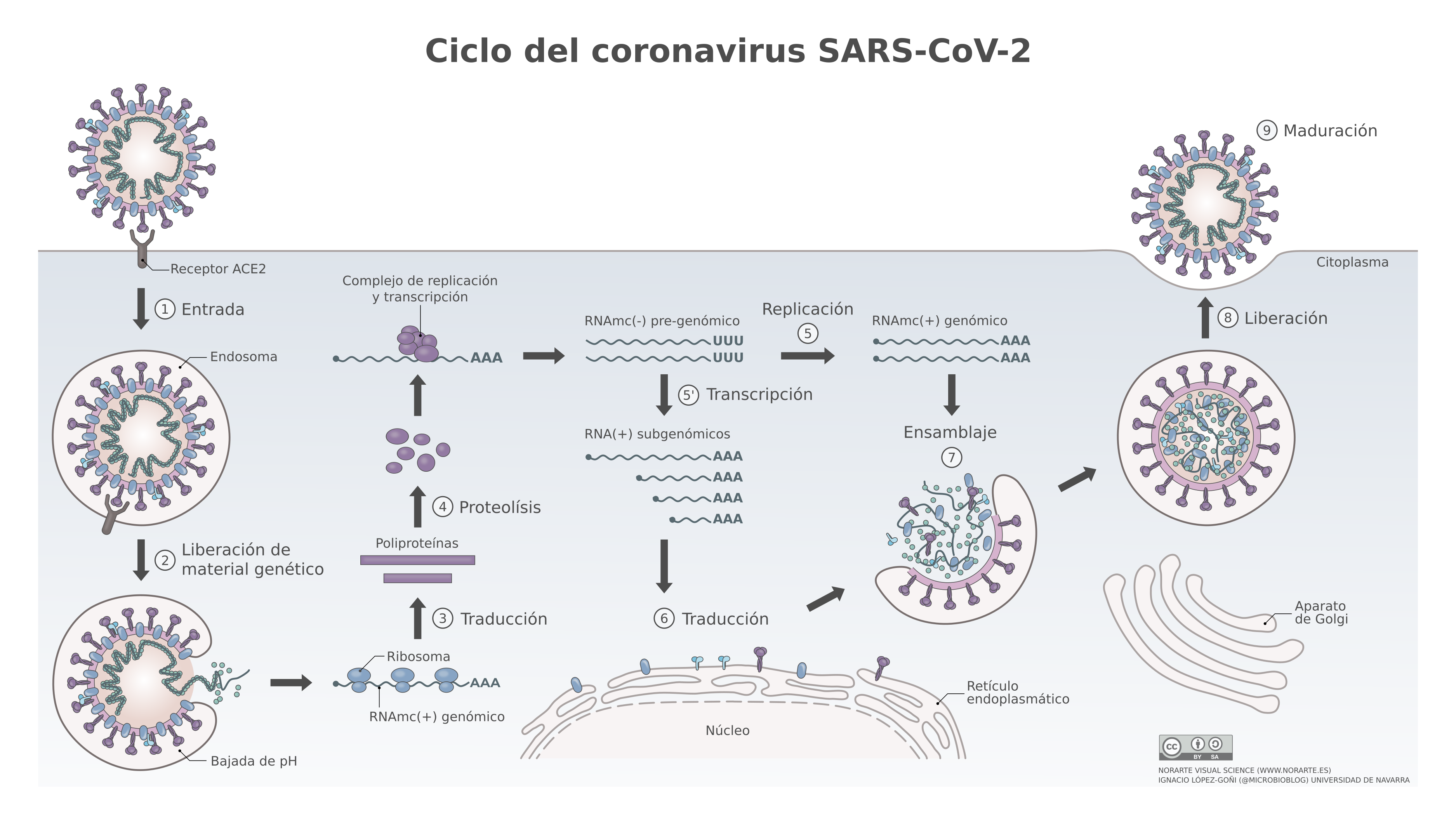 Коронавирус штамм сейчас. Жизненный цикл SARS-cov-2. Жизненный цикл вируса SARS cov 2. Коронавирус SARS-cov-2 строение. Жизненный цикл коронавируса SARS-cov-2.
