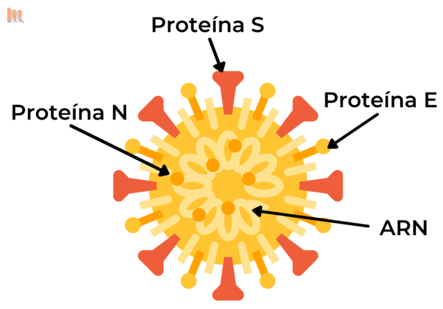 Estructura del virus de la COVID19