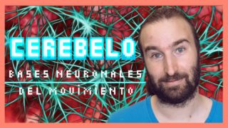 El cerebelo | El Atlas del Cerebro