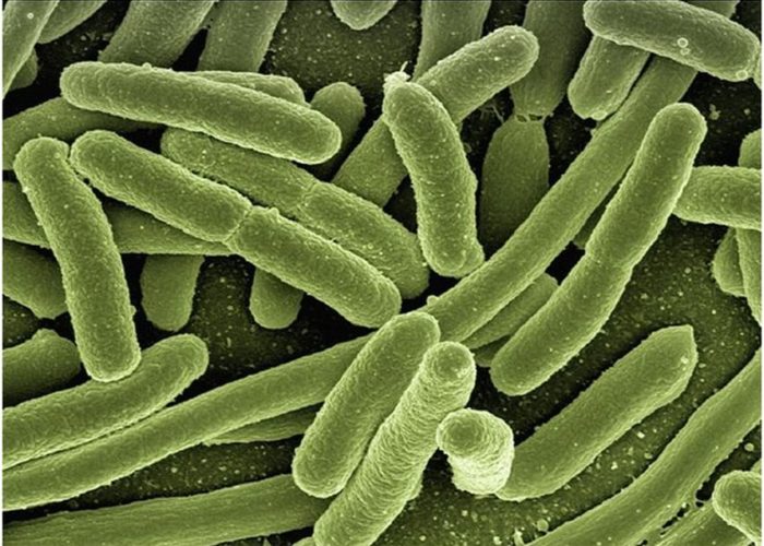 Biofilms bacterianos: las películas microbiológicas