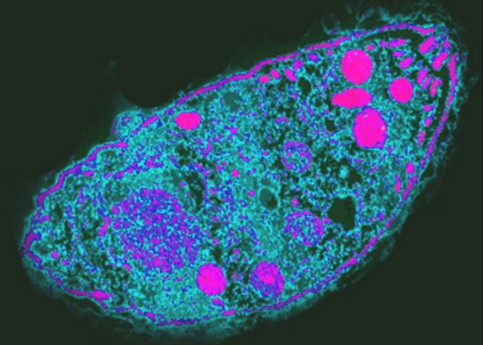 Sobre parásitos manipuladores, epigenética y neurociencia: Toxoplasma gondii y su efecto en el cerebro